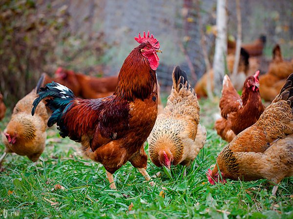 Породы куриц | ЗооТом - продажа, вязка и услуги для животных в Черногорске