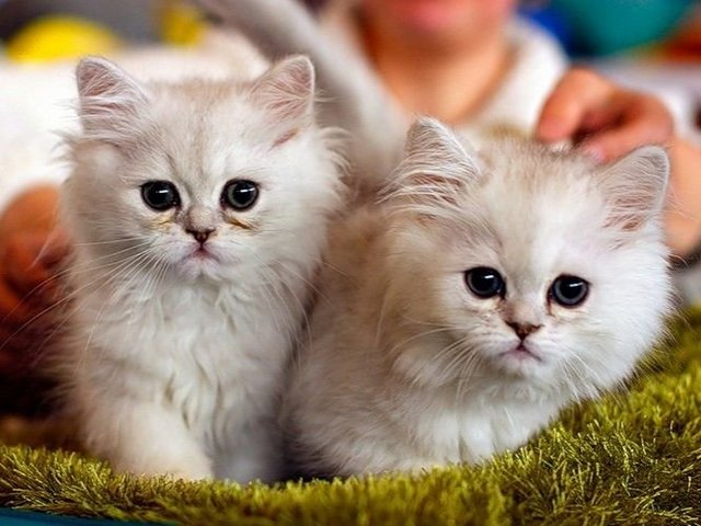 Породы кошек в Черногорске | ЗооТом портал о животных