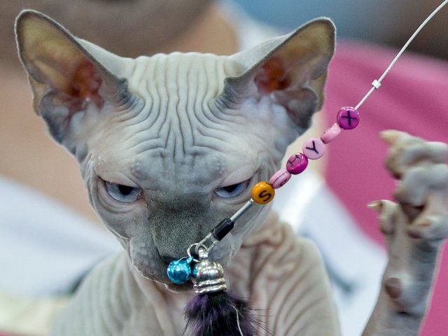 Выставки кошек в Черногорске | ЗооТом портал о животных