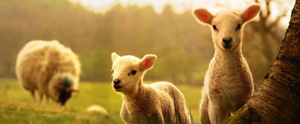 Объявления о сельскохозяйственных животных | ЗооТом - продажа, вязка и услуги для животных в Черногорске