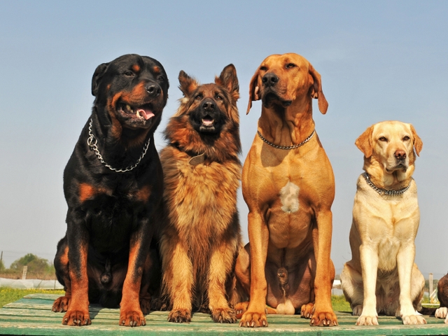 Крупные породы собак в Черногорске | ЗооТом портал о животных